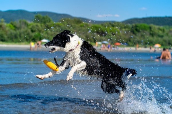 Kiwi Walker Let's Play ZEPPELIN Maxi aport niebieski