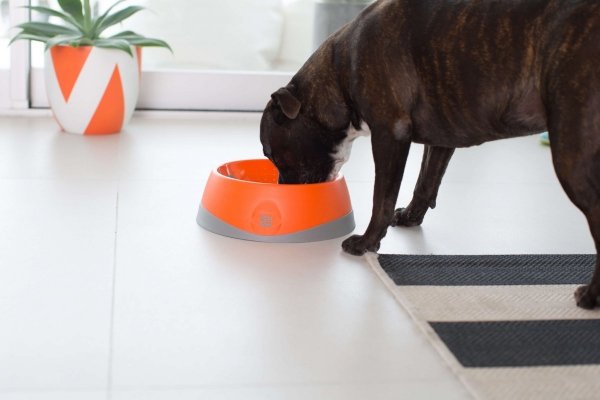 OH Bowl® Miska dbająca o higienę jamy ustnej psa Pomarańczowa rozmiar L