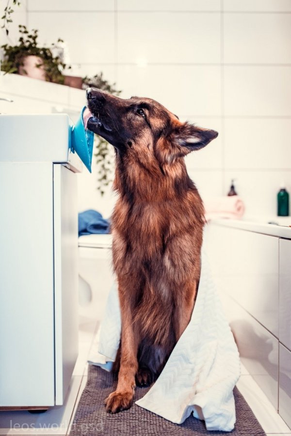 Mata LickiMat® Splash™ pomarańczowa