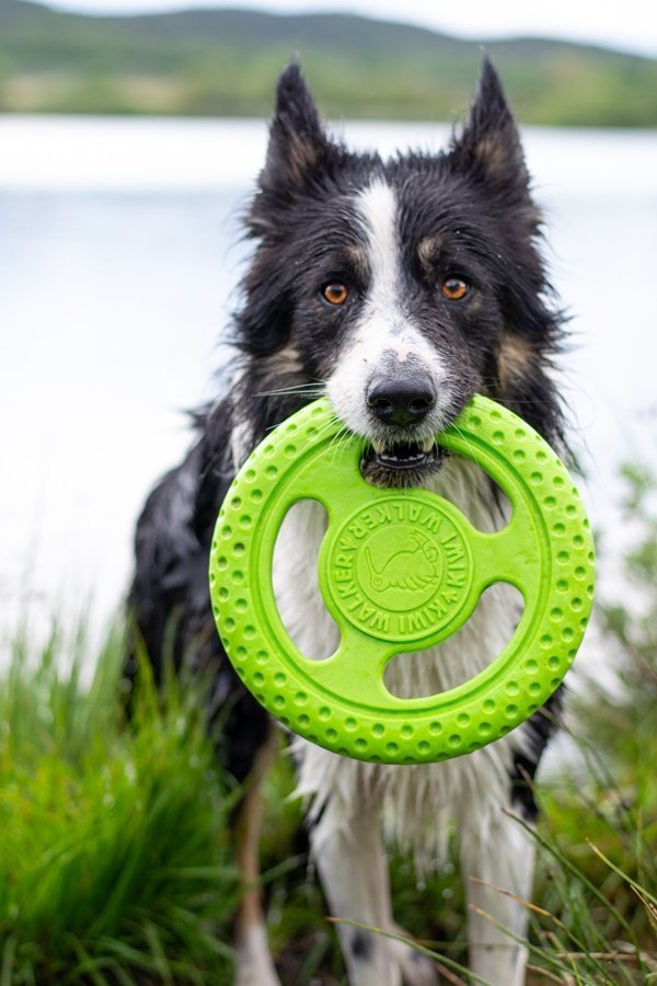 Kiwi Walker Let's Play! FRISBEE Mini pomarańczowe