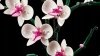 Zestaw Prezent Klocki LEGO ICONS 10311 Botanical Orchidea Storczyk + Torba