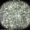 (PL) Mikroskop cyfrowy Levenhuk Rainbow D50L PLUS 2M, MoonstoneKamień księżycowy