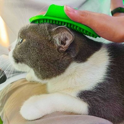 szczotka silikonowa z wypustkami dla kota