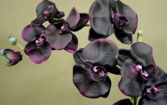 CM - Świeca Premium 230 gr. Black Orchid and Lily