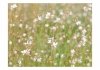 Fototapeta - Białe delikatne kwiatuszki