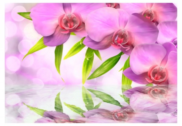Fototapeta - Orchidee w kolorze lila