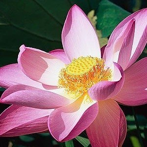 Indian Lotus Attar 1 ml perfumy bezalkoholowe próbka