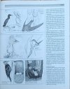Christopher Perrins • Ilustrowana encyklopedia ptaków. Przewodnik po świecie ptaków - fragment