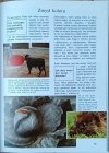 Vitus B. Droscher • Jak zwierzęta widzą, słyszą i czują [Co i Jak tom 4]  - ilustracja