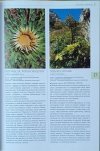 Renata Kosińska, Marek Kosiński  Rośliny Polski | Ilustrowana encyklopedia od A do Z - fragment