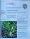 Wielka księga warzyw • Reader's Digest  - fragment