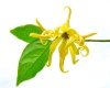 Olejek Ylang-Ylang, 100% Naturalny, Aromatika, 10ml