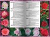 Katalog róż 