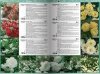 Katalog róż 