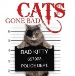 Cats Gone Bad