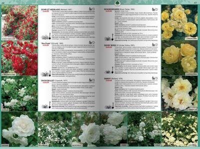 Katalog róż 