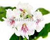 Streptocarpus NITKA