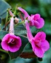 Mini Sinningia SRG'S WILD CHERRY