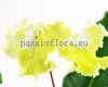 Streptocarpus ZLOTKO 