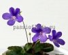 Micro Mini Sinningia MARYJANE'S PIXIE