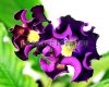 Streptocarpus PK-7602 