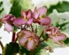African Violet LE-DOLLY - LE-DOLLI