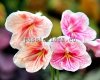 Streptocarpus DEM-FOUNTAIN OF DESIRES  - DEM-FONTAN ZHELANIY