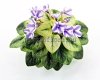 African Violet N-CURIOSITY - N-KURYEZ