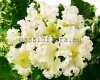 African Violet  DN-MACABEO