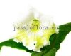 Streptocarpus DS-WHITE GOLD 