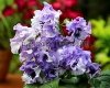 Streptocarpus DS-LIGHT SMOKE - DS-DYMOK