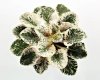 African Violet AVS-IGOR TALKOV
