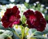 Gloxinia PF-MY LOVE 