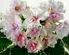 African Violet  NK-SOLARIS 2