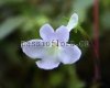 Micro Mini Sinningia pusilla IMBE