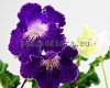 Streptocarpus VAT-TITAN