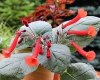 Mini Sinningia ORANGE ZINGER