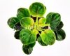 African Violet OS-DJUNGARIAN - OS-DZUNGARIAN - OS-DZUNGARIK
