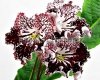 Streptocarpus UA-RETRO