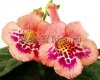 Mini Sinningia Seeds HONEY PEACH 