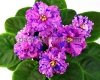African Violet RM-PAOLINA