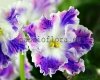 African Violet PT-YUNAYA PASTUSHKA - PT YOUNG SHEPHERD