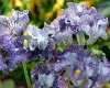 Streptocarpus AD-Little Candy