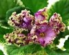 African Violet LE-ALINA 