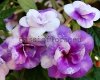Achimenes SUMMER CLOUDS