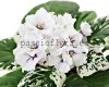 African Violet Seeds LE-GALINA 
