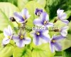 African Violet N-CURIOSITY - N-KURYEZ