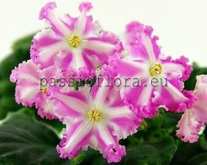 African Violet Seeds MT-ULYBKA  x other hybrids