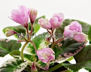 African Violet Seeds LE-LEILA x other hybrids