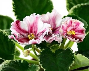 African Violet Seeds LE-RUBY LAZER x other hybrids 